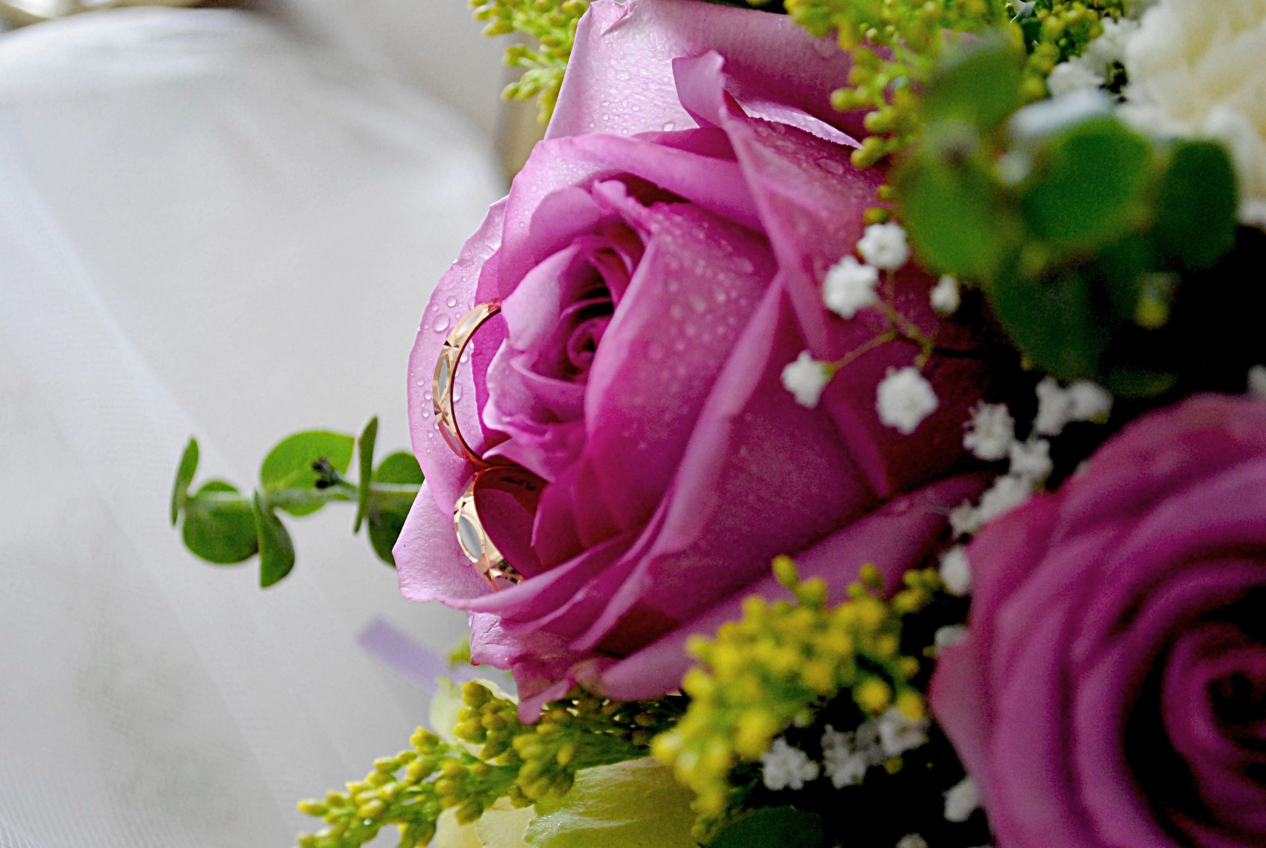 Wide shot of pink roses with dewdrops, with wedding rings in the petals